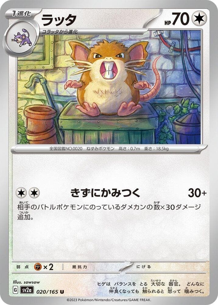 Raticate 020 Normal